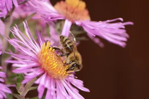 Bee collectin pollen on a pink aster flower