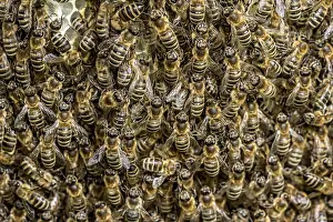 Bee colony, many bees, Western or European honey bee (Apis mellifera)