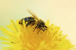 Bee on dandelion close up macro