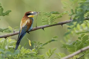 Bee-eater with dragonfly
