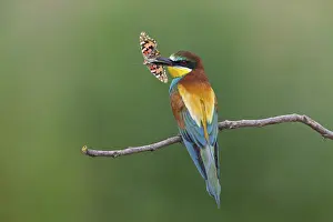Bee-eater, (Merops apiaster), animals