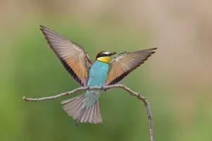 Bee-eater, (Merops apiaster), Animals
