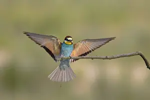 Bee-eater (Merops apiaster) approaching a branch with spread wings