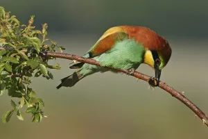 Bee-eater, (Merops apiaster), Bad Durkheim district