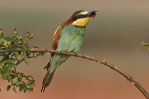 Bee-eater, (Merops apiaster), Bad Durkheim district