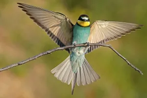 Bee-eater (Merops apiaster) flies with spread wings on branch