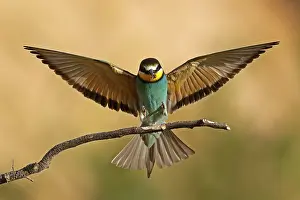 Bee-eater (Merops apiaster) in flight