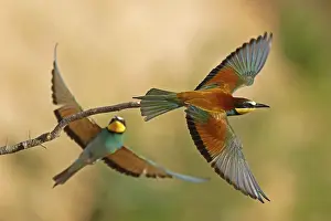 Bee-eater (Merops apiaster) in flight