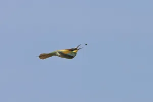 Bee-eater, (Merops apiaster), flight photo