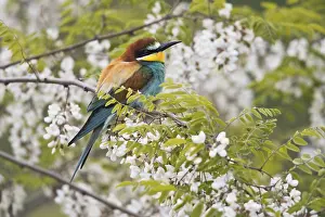 Bee-eater (Merops apiaster) in flowering black locust (Robinia pseudoacacia)