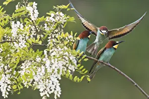 Bee-eater (Merops apiaster) in flowering black locust (Robinia pseudoacacia)