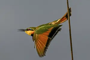 Bee-eater (Merops apiaster) flying