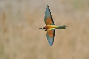 Bee-eater (Merops apiaster) flying
