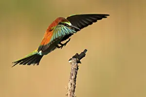 Bee-eater (Merops apiaster) flying on branch