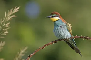 Bee-eater, (Merops apiaster), individual