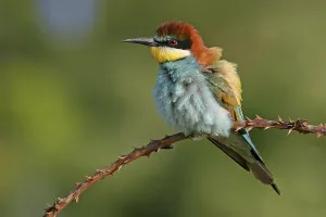 Bee-eater, (Merops apiaster), individual