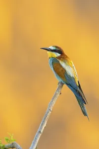 Bee-eater, (Merops apiaster), individual