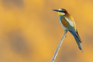 Bee-eater, (Merops apiaster), individual