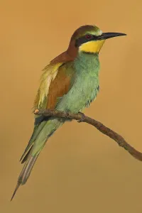 Bee-eater, (Merops apiaster), individual