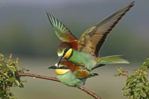 Bee-eater, (Merops apiaster), mating