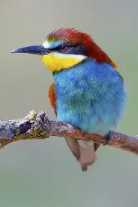 Bee-eater, Merops apiaster, Mediterranean Forest