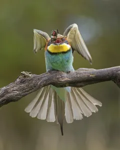 Bee-eater (Merops apiaster) new resident in Saxony-Anhalt