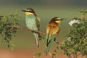 Bee-eater, (Merops apiaster), pair
