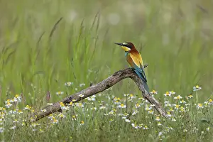 Bee-eater, (Merops apiaster), perch