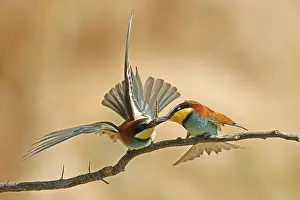 Bee-eater (Merops apiaster) sitting on a branch