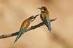 Bee-eater (Merops apiaster) sitting on a branch