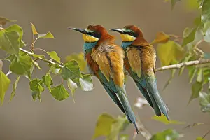 Bee-eater (Merops apiaster) sitting on a branch