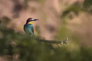 Bee-eater (Merops apiaster) sitting on a branch
