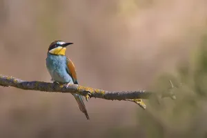 Bee-eater (Merops apiaster) sitting on a branch