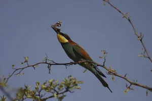 Bee-eater, Merops apiaster, sitting on a branch