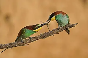 Bee-eater (Merops apiaster) sitting with insect on a branch