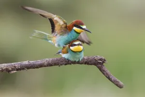 Bee-eater, Romania (Merops apiaster)