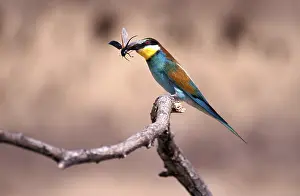 Bee eaters