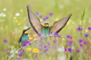 Bee-eaters (Merops apiaster), breeding pair in flower meadow