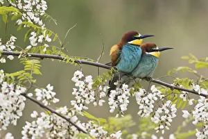 Bee-eaters (Merops apiaster), pair of animals in blooming Robinia
