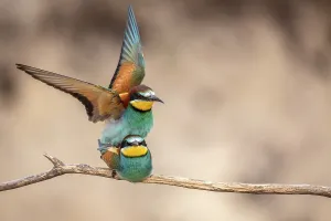 Bee-eaters (Merops apiaster), pair mating