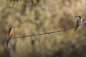 Two bee-eaters (Merops apiaster) sitting on a branch