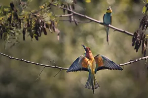 Two bee-eaters (Merops apiaster) sitting on a branch with outstretched wings