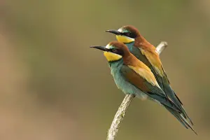 Two bee-eaters (Merops apiaster) sitting side by side on a branch