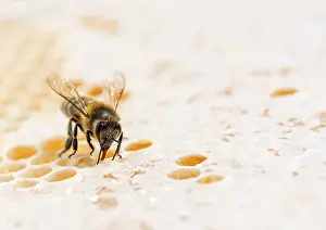 Bee eating honey with its tongue on honeycomb