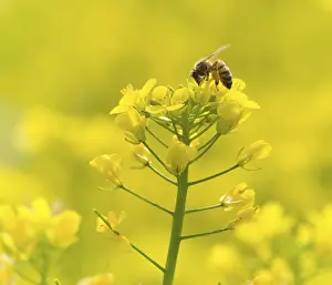 The bee feeding on yellow flowers