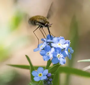 Bee fly (Bombyliidae) sitting on blue flowers of the forget-me-not (Myosotis)