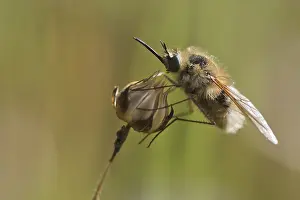 Bee fly (Bombylius), Corsica, France, Europe
