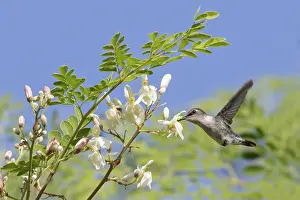 Bee Hummingbird (Mellisuga helenae) feeding at a flower in Cuba