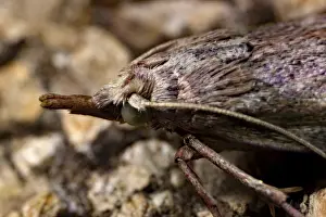 Bee moth (Aphomia sociella)