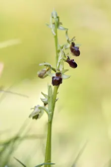 bee orchid